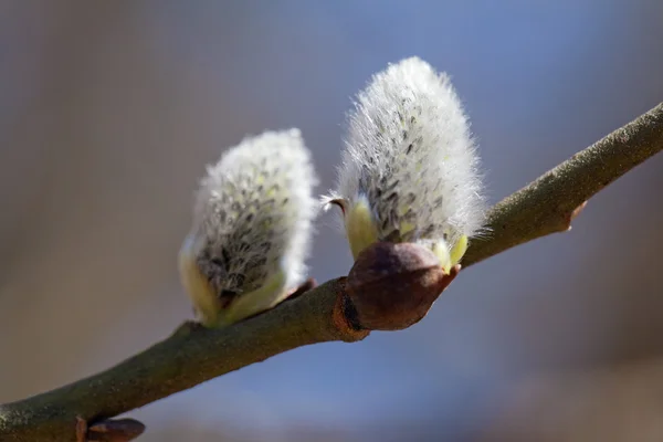 Pussy-Willow — Stock fotografie