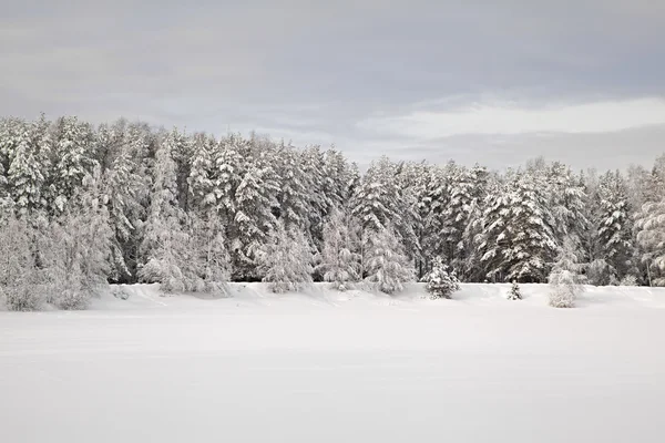 Forêt d'hiver — Photo