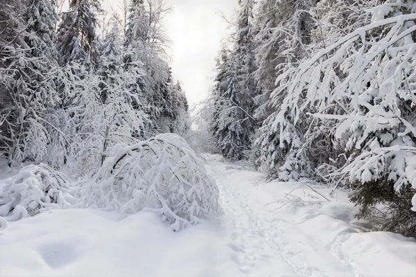 Winter alley — Stockfoto