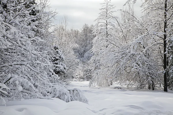 Forêt d'hiver — Photo