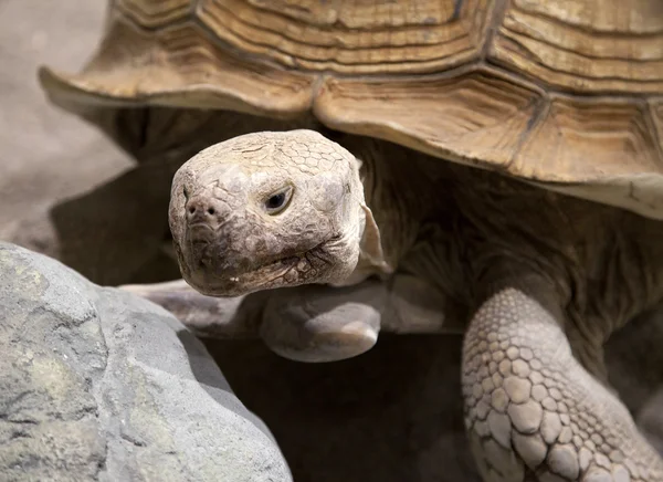 Land tortoise — Stock Photo, Image