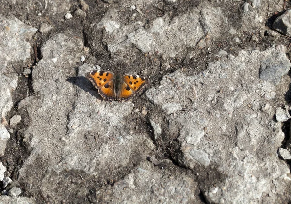 Vanessa atalanta motyl — Zdjęcie stockowe