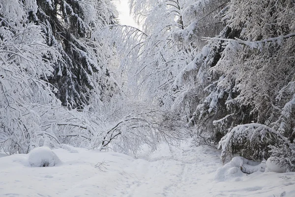 Winter alley — Stockfoto