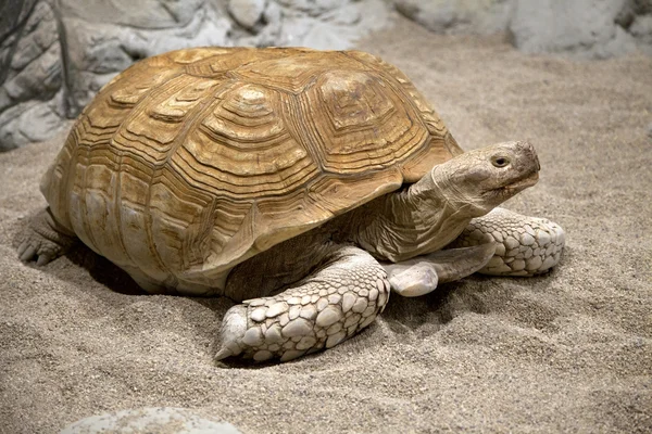 Land tortoise — Stock Photo, Image