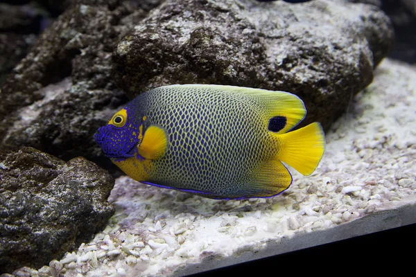 Peces exóticos — Foto de Stock