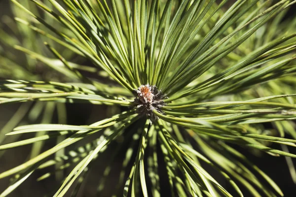 Kiefernknospe im Frühling — Stockfoto