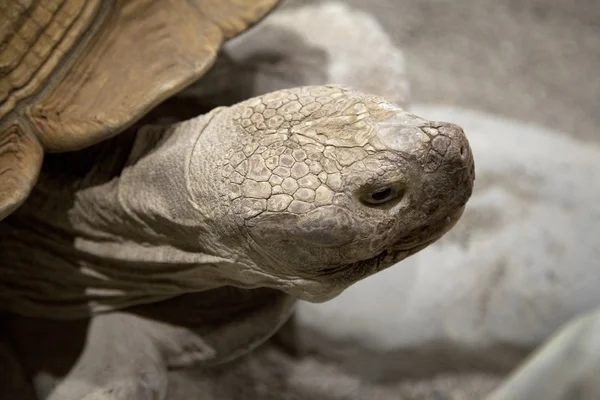 Landschildkröte — Stockfoto