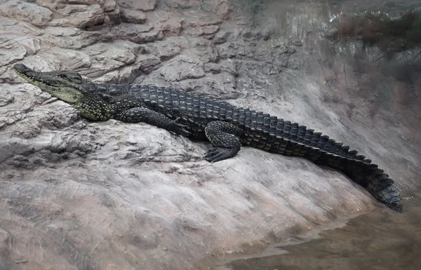 Krokodil op een rots — Stockfoto