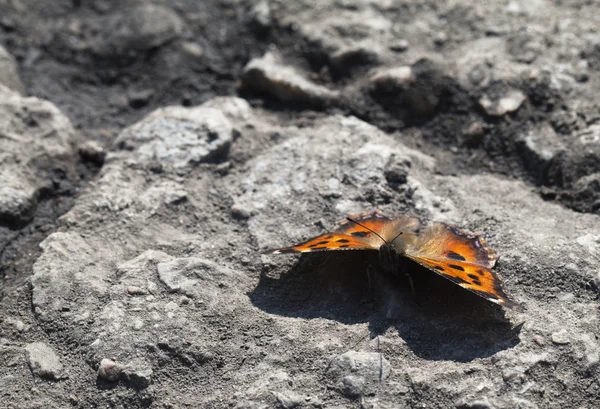 Vanessa atalanta motyl — Zdjęcie stockowe