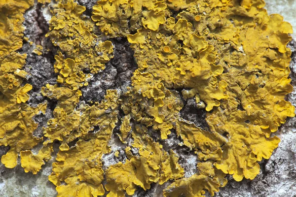 Lichen在树上 — 图库照片