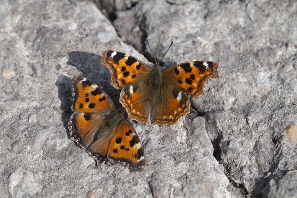 Vanessa atalanta borboletas — Fotografia de Stock