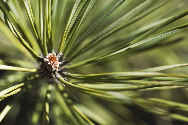 Kiefernknospe im Frühling — Stockfoto