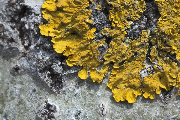 Lichen sur un arbre — Photo
