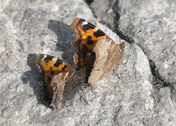 Vanessa atalanta motyle — Zdjęcie stockowe