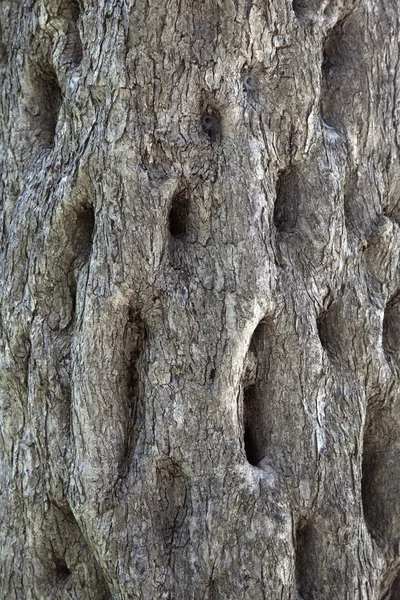 Alter Baum — Stockfoto