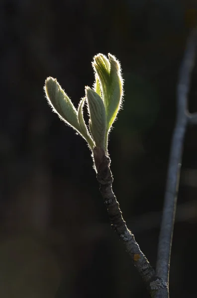 백라이트에 봄 잎 — 스톡 사진