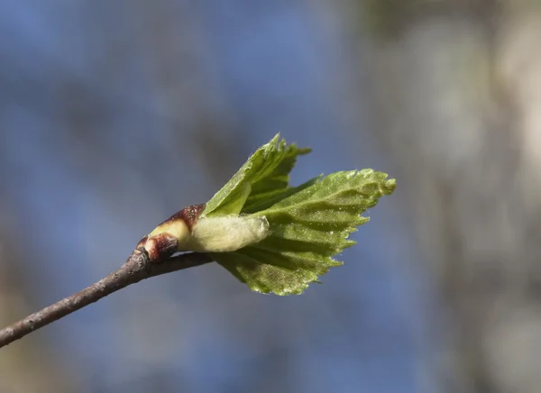 봄 잎 — 스톡 사진