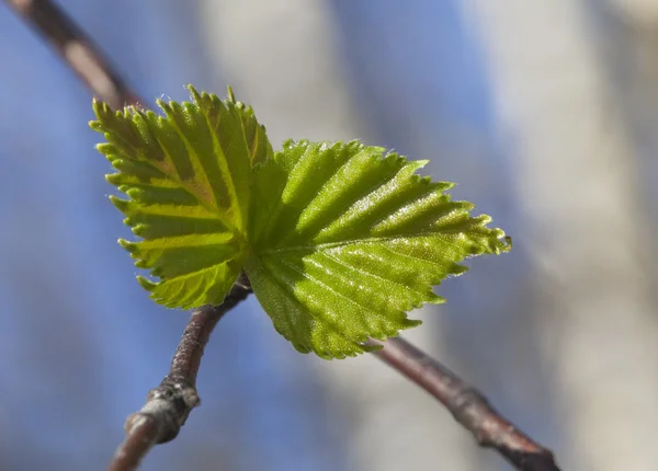 Jonge frambozenbladeren — Stockfoto