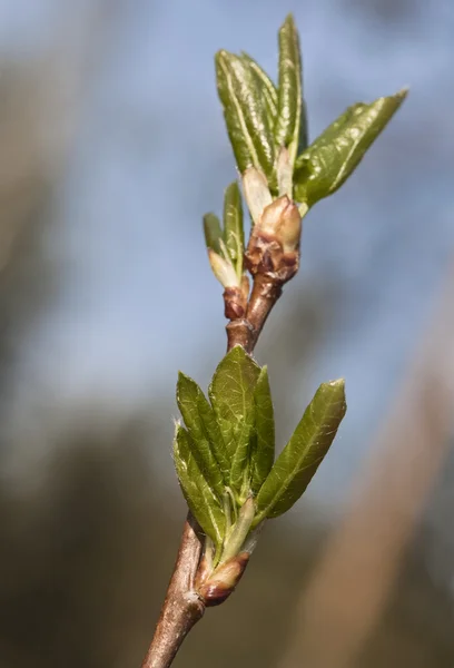 Hojas de primavera — Foto de Stock