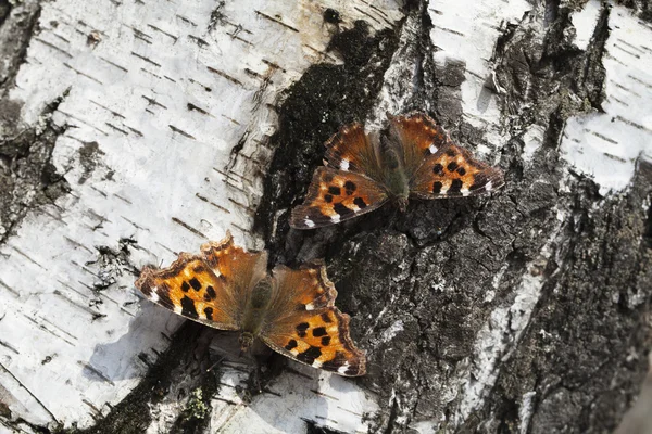 Vanessa atalanta borboleta — Fotografia de Stock