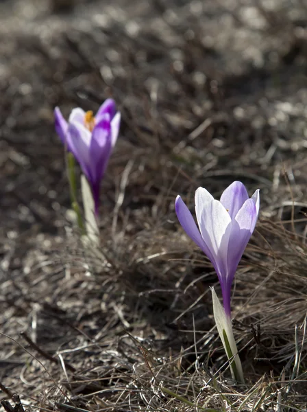 Crocus en contre-jour — Photo