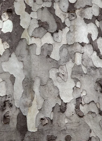 Sycamore bark texture — Stock Photo, Image