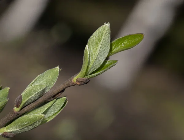 Hojas de primavera —  Fotos de Stock