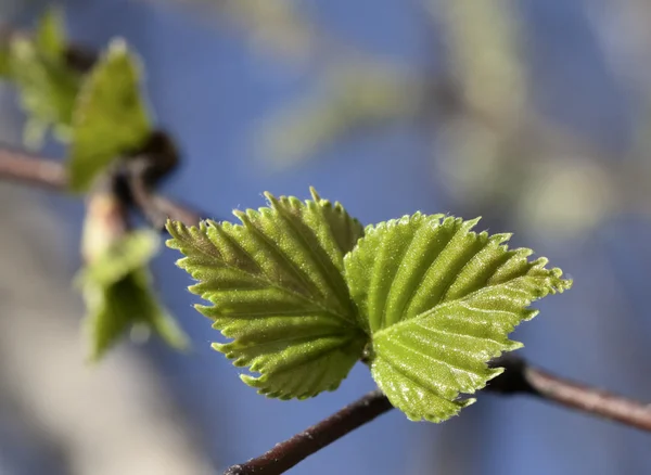 若いラズベリーの葉 — ストック写真