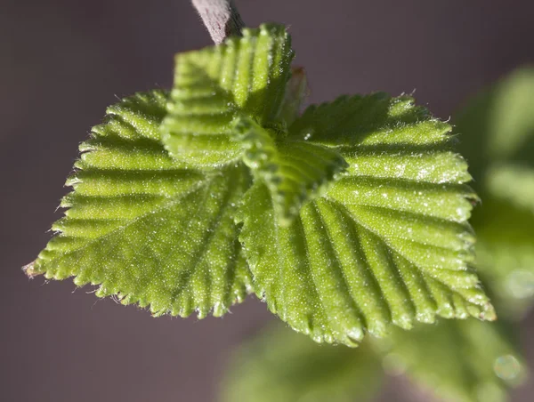 Blad av hallon — Stockfoto