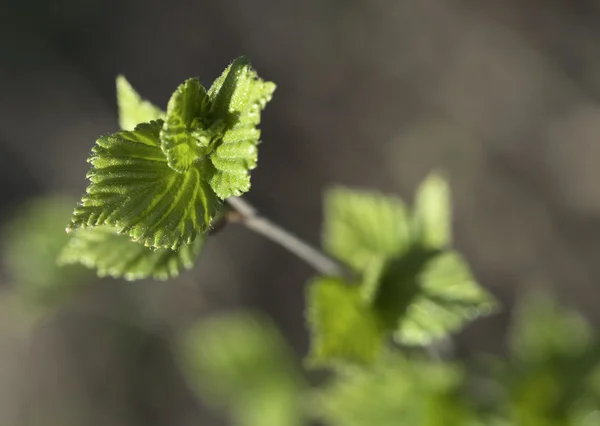 Young raspberry leaves — Stock Photo, Image