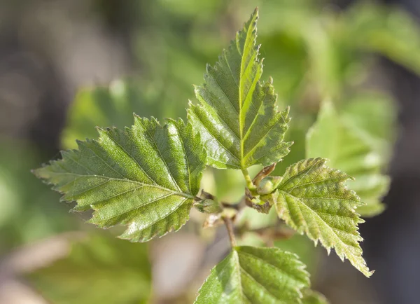 Young birch — Stock Photo, Image