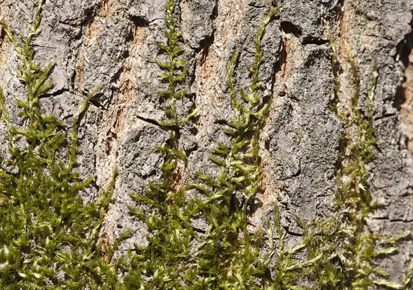 木の上の苔 — ストック写真