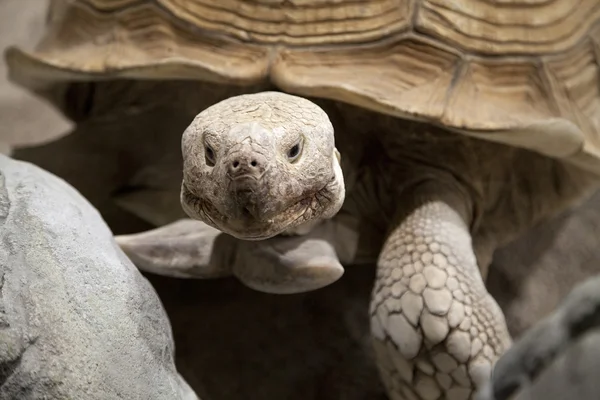 Landschildkröte — Stockfoto