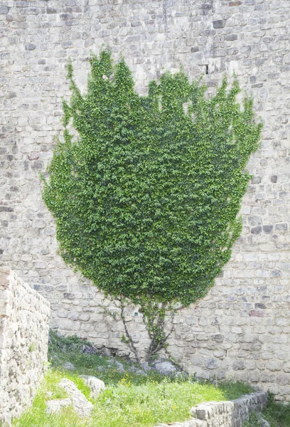 Ivy seinällä — kuvapankkivalokuva