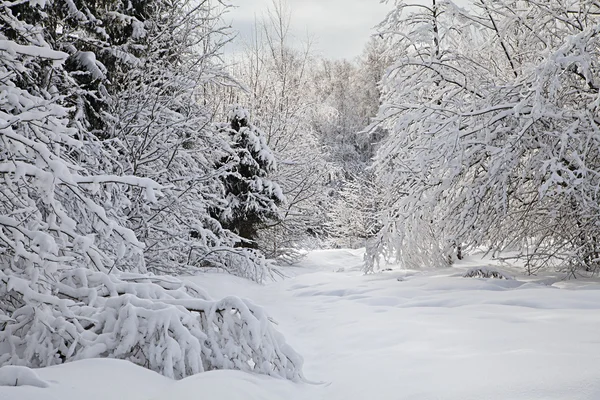 Forêt d'hiver — Photo