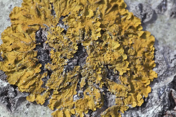 Ağaçtaki Lichen — Stok fotoğraf