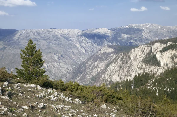 タラ、モンテネグロの川の峡谷 — ストック写真