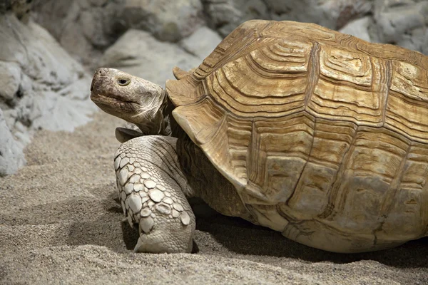 Land tortoise — Stock Photo, Image