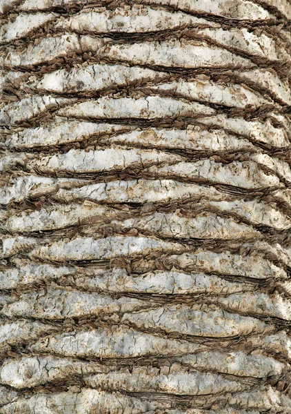 Palm tree bark — Stock Photo, Image