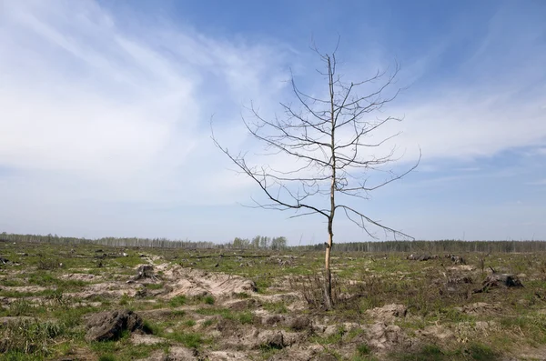 Árvore morta num campo — Fotografia de Stock