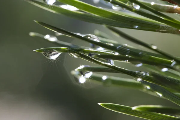 雨后松 — 图库照片