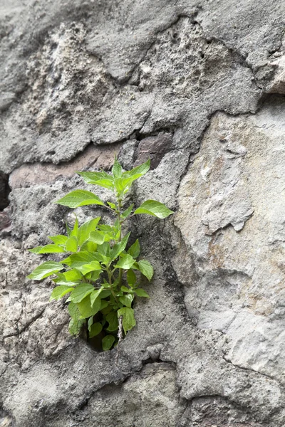 Ung planta växer på en stenmur — Stockfoto