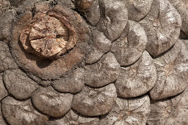 Dennenappel, close-up — Stockfoto