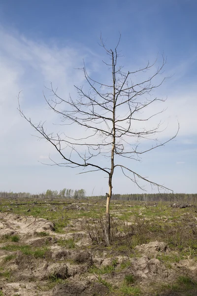 Árvore morta em um deserto — Fotografia de Stock