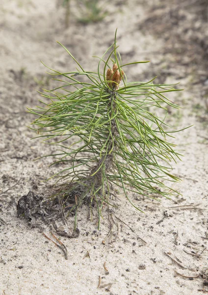 Pine tree sapling — Stock Photo, Image