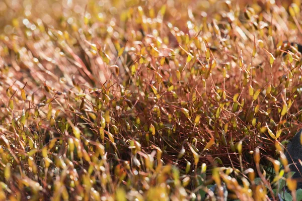 Moss in backlight — Stock Photo, Image
