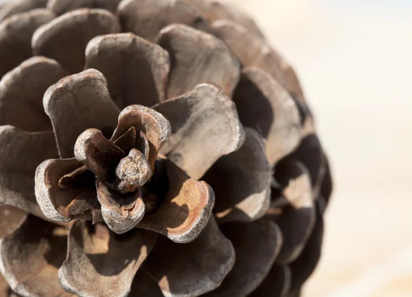 Cone de pinheiro, close-up — Fotografia de Stock