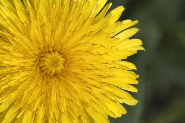 Dandelion flower, close-up — Stock Photo, Image