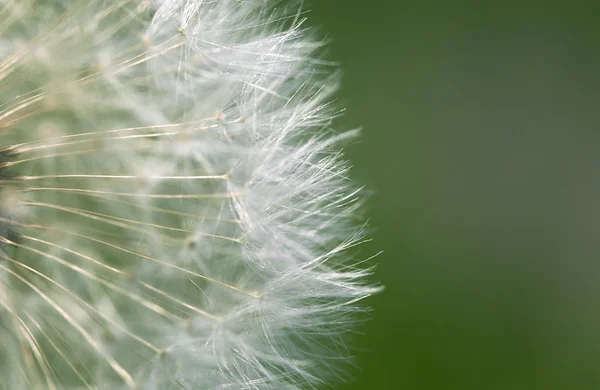 Fluffy dandelion, close-up — Stock Photo, Image