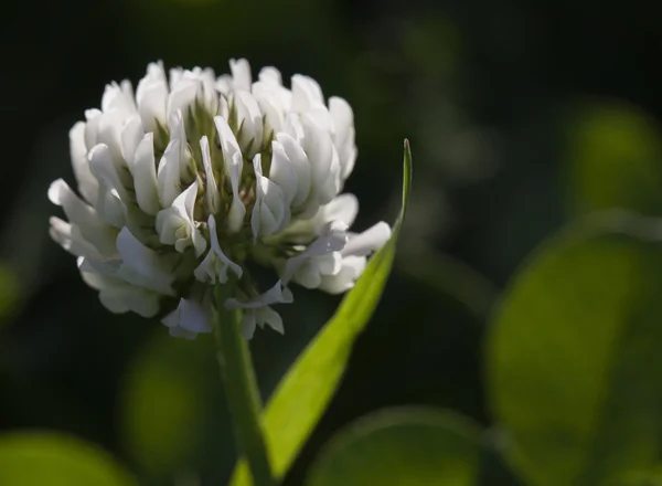 Bloem van witte klaver — Stockfoto